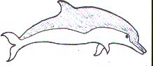 dolphin