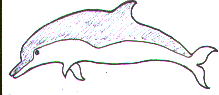 dolphin