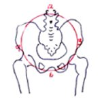 pelvis